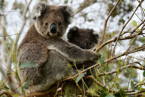 Puffing Billy, Moonlit Sanctuary & Penguins Day Tour - New Castle Holiday 8