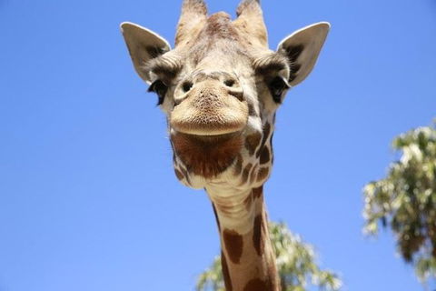 Melbourne Zoo General Entry Ticket - New Castle Holiday 2
