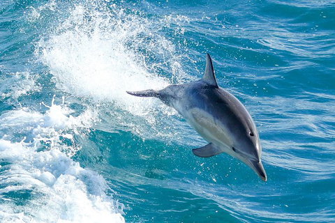 Wilsons Promontory Full Day Cruise - New Castle Holiday 8