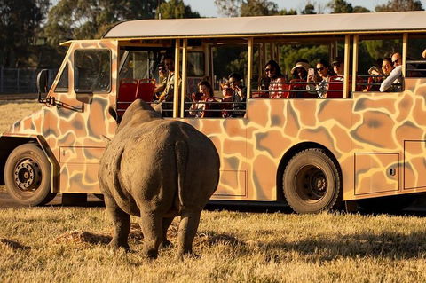 Sunset Safari At Werribee Open Range Zoo - New Castle Holiday 3