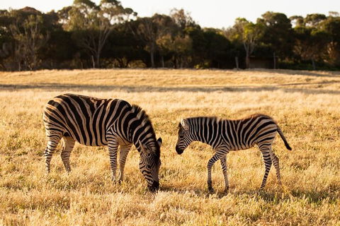 Sunset Safari At Werribee Open Range Zoo - New Castle Holiday 4