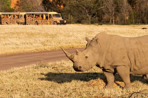 Sunset Safari At Werribee Open Range Zoo - New Castle Holiday 6