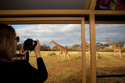 Sunset Safari At Werribee Open Range Zoo - New Castle Holiday 5