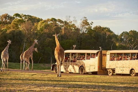 Sunset Safari At Werribee Open Range Zoo - New Castle Holiday 2