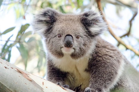 Phillip Island Penguin Parade Day Trip With Koala Park - New Castle Holiday 14