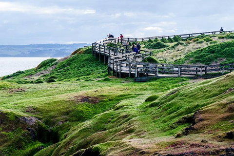 Phillip Island Penguin Parade Day Trip With Koala Park - New Castle Holiday 11