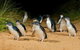Phillip Island Penguin Parade Day Trip With Koala Park - thumb 7