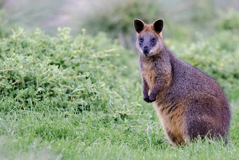 Phillip Island Penguin Parade Day Trip With Koala Park - New Castle Holiday 17