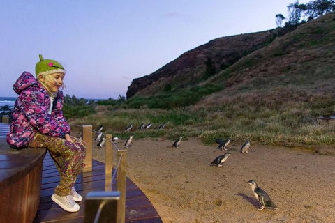 Phillip Island Penguin Parade Day Trip With Koala Park - New Castle Holiday 6
