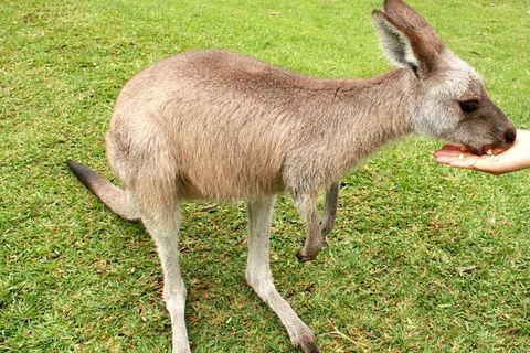 2 Day Exclusively Private Tour Of Phillip Island & The Penguin Parade - New Castle Holiday 0