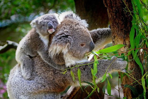 2 Day Exclusively Private Tour Of Phillip Island & The Penguin Parade - New Castle Holiday 4