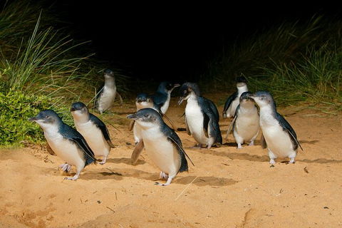 2 Day Exclusively Private Tour Of Phillip Island & The Penguin Parade - New Castle Holiday 7