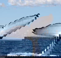 Phillip Island Whale Watching Tour - New Castle Holiday