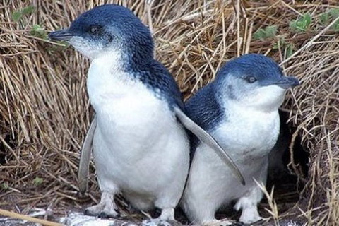 Day Tour Of Phillip Island Nature Parks & Penguins - New Castle Holiday 0