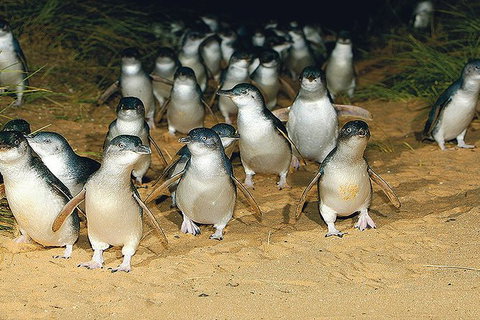 Day Tour Of Phillip Island Nature Parks & Penguins - New Castle Holiday 6