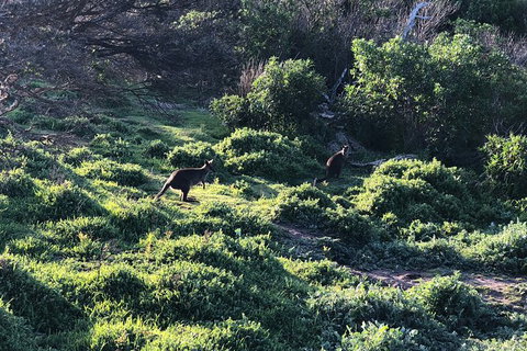 Day Tour Of Phillip Island Nature Parks & Penguins - New Castle Holiday 8