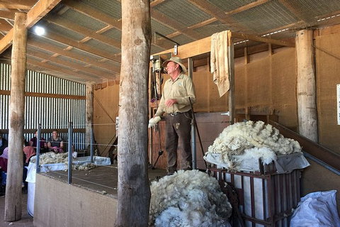 Day Tour Of Phillip Island Nature Parks & Penguins - New Castle Holiday 5