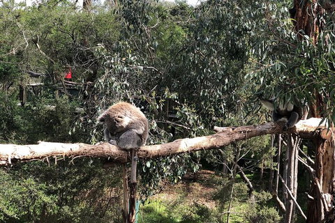 Day Tour Of Phillip Island Nature Parks & Penguins - New Castle Holiday 4