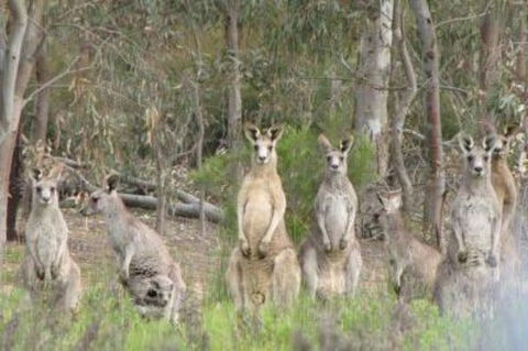 3-Day Small-Group Great Ocean Road And Australian Wildlife Tour From Melbourne - New Castle Holiday 1
