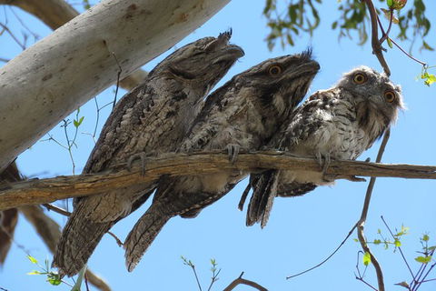 3-Day Small-Group Great Ocean Road And Australian Wildlife Tour From Melbourne - New Castle Holiday 5