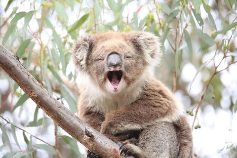 3-Day Small-Group Great Ocean Road And Australian Wildlife Tour From Melbourne - New Castle Holiday 3