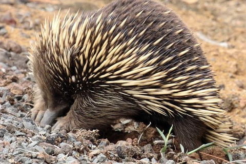 3-Day Small-Group Great Ocean Road And Australian Wildlife Tour From Melbourne - New Castle Holiday 4