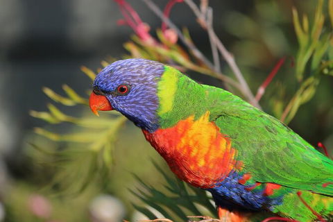 3-Day Small-Group Great Ocean Road And Australian Wildlife Tour From Melbourne - New Castle Holiday 10