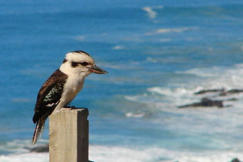 3-Day Small-Group Great Ocean Road And Australian Wildlife Tour From Melbourne - New Castle Holiday 8