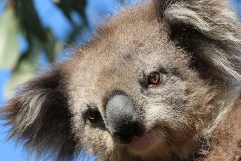 3-Day Small-Group Great Ocean Road And Australian Wildlife Tour From Melbourne - New Castle Holiday 11