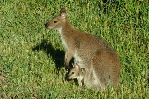 3-Day Small-Group Great Ocean Road And Australian Wildlife Tour From Melbourne - New Castle Holiday 7