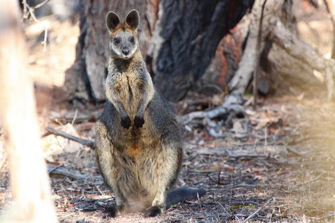 3-Day Small-Group Great Ocean Road And Australian Wildlife Tour From Melbourne - New Castle Holiday 9