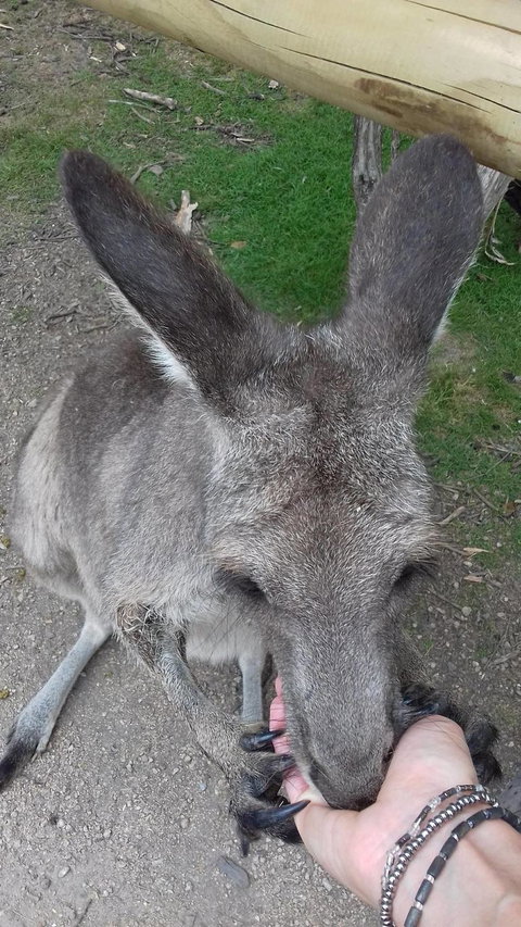 Phillip Island Penguin, Brighton Beach, Moonlit Sanctuary From Melbourne - New Castle Holiday 2