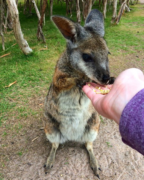 Phillip Island Penguin, Brighton Beach, Moonlit Sanctuary From Melbourne - New Castle Holiday 11