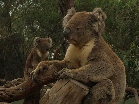 Phillip Island Penguin, Brighton Beach, Moonlit Sanctuary From Melbourne - New Castle Holiday 10