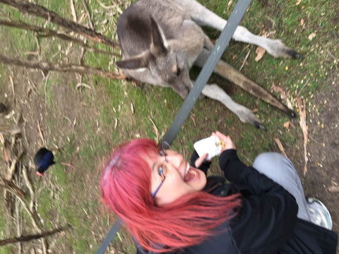 Phillip Island Penguin, Brighton Beach, Moonlit Sanctuary From Melbourne - New Castle Holiday 24