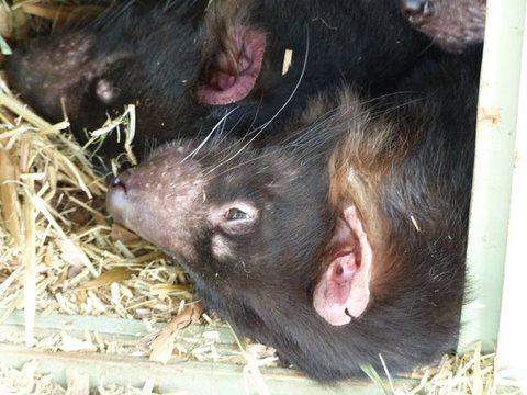 Phillip Island Penguin, Brighton Beach, Moonlit Sanctuary From Melbourne - New Castle Holiday 20