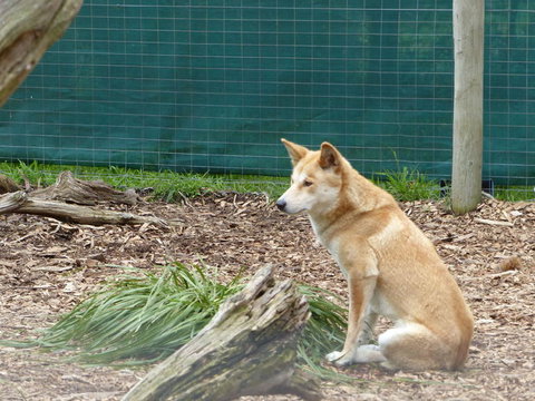 Phillip Island Penguin, Brighton Beach, Moonlit Sanctuary From Melbourne - New Castle Holiday 21