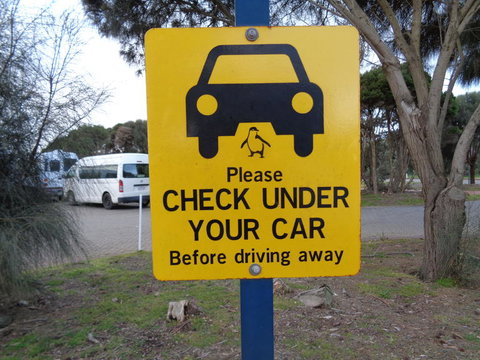 Phillip Island Penguin, Brighton Beach, Moonlit Sanctuary From Melbourne - New Castle Holiday 13