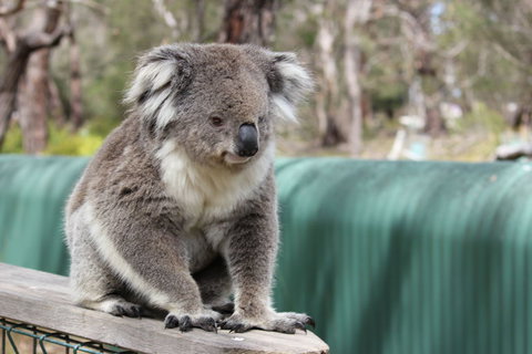 Phillip Island Penguin, Brighton Beach, Moonlit Sanctuary From Melbourne - New Castle Holiday 25