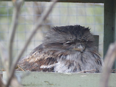 Phillip Island Penguin, Brighton Beach, Moonlit Sanctuary From Melbourne - New Castle Holiday 19