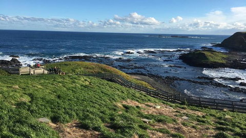 Phillip Island Penguin, Brighton Beach, Moonlit Sanctuary From Melbourne - New Castle Holiday 5