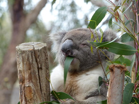 Phillip Island Penguin, Brighton Beach, Moonlit Sanctuary From Melbourne - New Castle Holiday 22