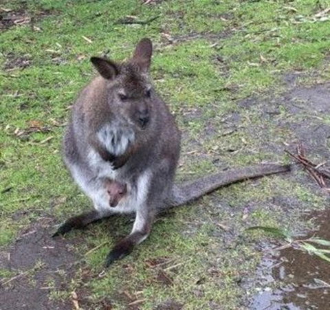 Phillip Island Penguin, Brighton Beach, Moonlit Sanctuary From Melbourne - New Castle Holiday 7