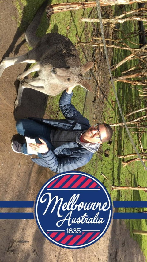 Phillip Island Penguin, Brighton Beach, Moonlit Sanctuary From Melbourne - New Castle Holiday 9