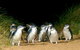 Phillip Island Penguin, Brighton Beach, Moonlit Sanctuary From Melbourne - thumb 26