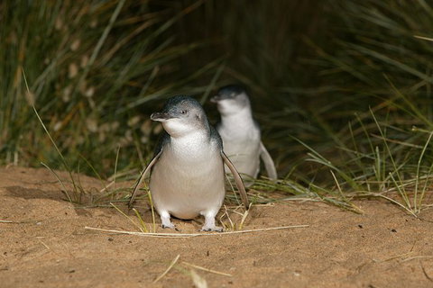 Phillip Island Penguin, Brighton Beach, Moonlit Sanctuary From Melbourne - New Castle Holiday 29