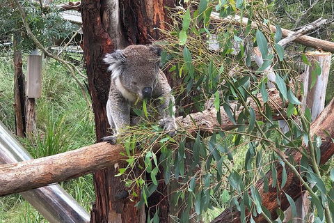 Day Tour Of Phillip Island, The Surrounding Region And Wine Tasting - New Castle Holiday 10