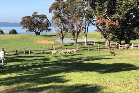 Day Tour Of Phillip Island, The Surrounding Region And Wine Tasting - New Castle Holiday 13