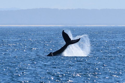 Wilsons Prom Whale Cruise - New Castle Holiday 7