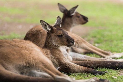 Private Ballarat And Sovereign Hill Tour From Melbourne - New Castle Holiday 6